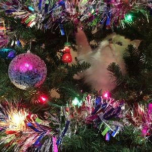 Meet your Posher, Justine